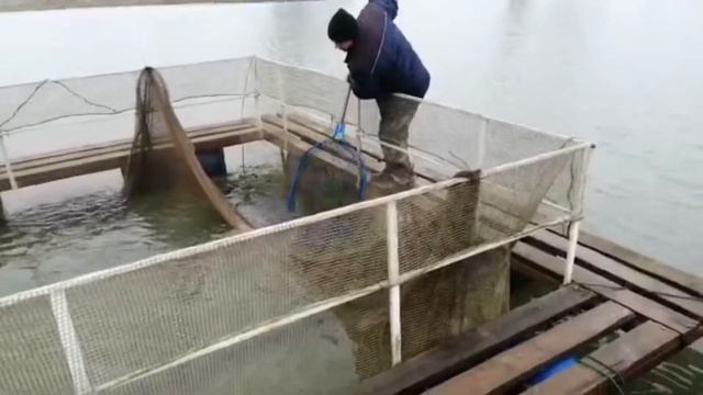 Зарыбление форелью смотреть онлайн