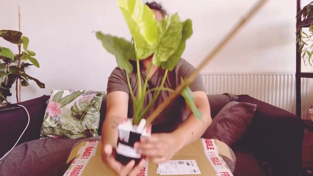 Unboxing: Variegated Alocasia Gageana / Thaumatophyllum Bipinnatifidum смотреть онлайн