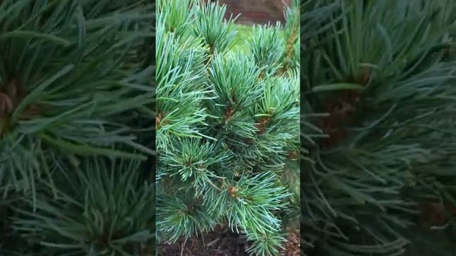 Pinus parviflora Chikusa Goten/ сосна мелкоцветковая Чикуза Готен смотреть онлайн