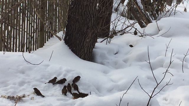Тяжело птицам зимой. смотреть онлайн