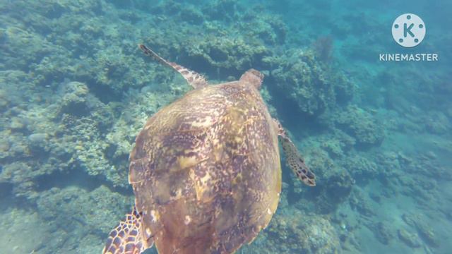 Черепахи острова БАЛИ смотреть онлайн
