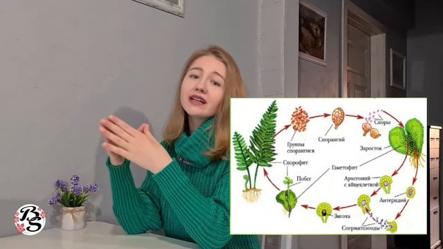 ЖИЗНЕННЫЙ ЦИКЛ ПАПОРОТНИКА ЗА 2 МИНУТЫ смотреть онлайн
