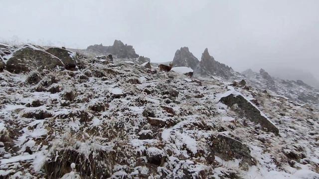 19.02.2024 Сибирский козерог. Спрашиваем секрет проживания в горах смотреть онлайн