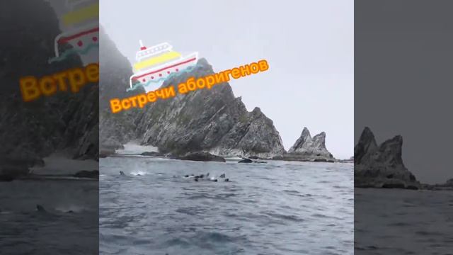 Морские львы Сивучи Камчатка смотреть онлайн