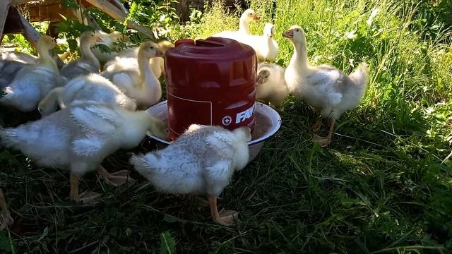 Поилка для гусят. экономим воду. датский легарт 3 недели смотреть онлайн