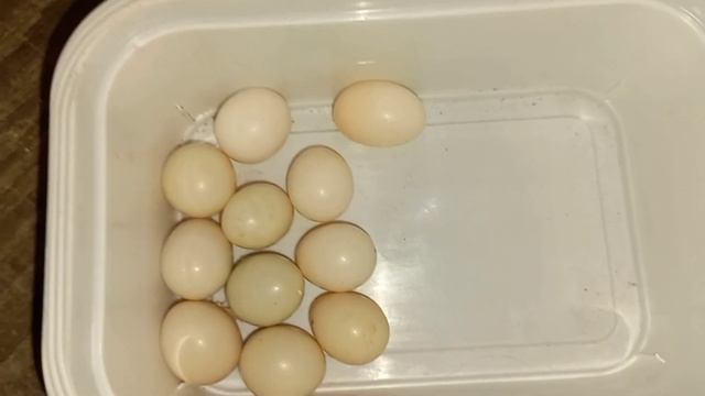 Самка волнистого попугая выбрасывает яйца. Неудачная кладка яиц у попугаев. смотреть онлайн