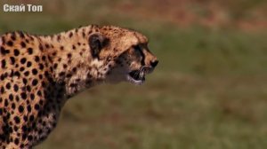 ГЕПАРД В ДЕЛЕ! Гепард против гиены, страуса,  антилоп, кабанов