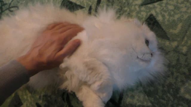 Котяка подозревака смотреть онлайн