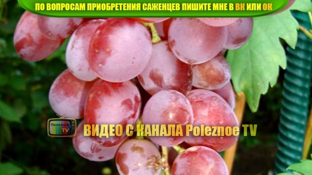 ВИНОГРАД ВИКТОРИЯ ОПИСАНИЕ СОРТА