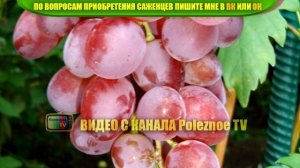 ВИНОГРАД ВИКТОРИЯ ОПИСАНИЕ СОРТА