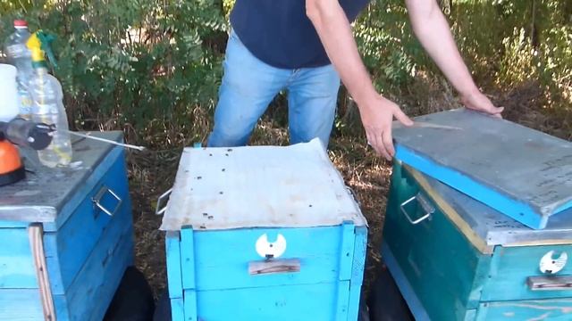 Положили пасеку, обработка клеща щавелевой кислотой с тимолом через ДЫМ ПУШКУ, вароатоз пчел смотреть онлайн