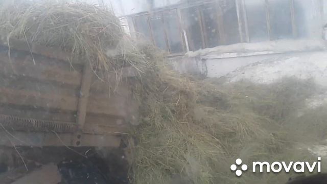 Кино, говно и трактор. Сбежавшие коровы. смотреть онлайн