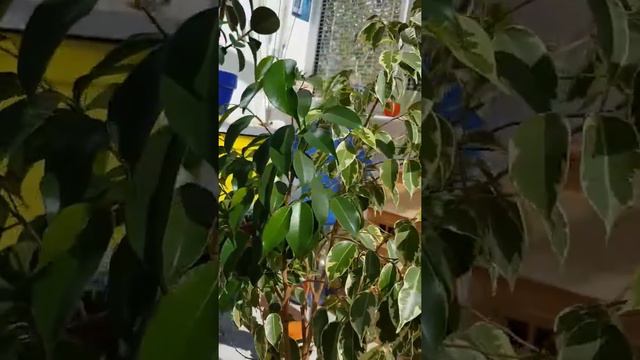 Ficus tree смотреть онлайн