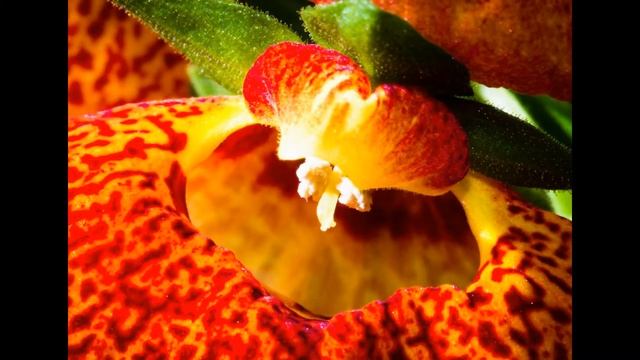 КАЛЬЦЕОЛЯРИЯ (CALCEOLARIA) сем. Норичниковые смотреть онлайн