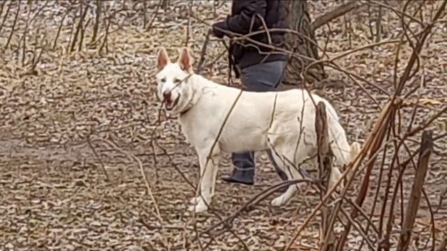 Белая Швейцарская Овчарка*Редкая порода