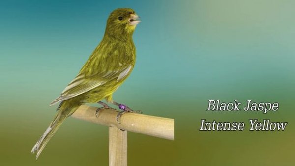 TYPES OF CANARIES, GUIDE OF CANARIES, BREEDS OF CANARIES