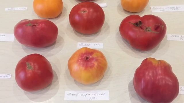 Сорта томатов. Шикарные, мясистые томаты. смотреть онлайн