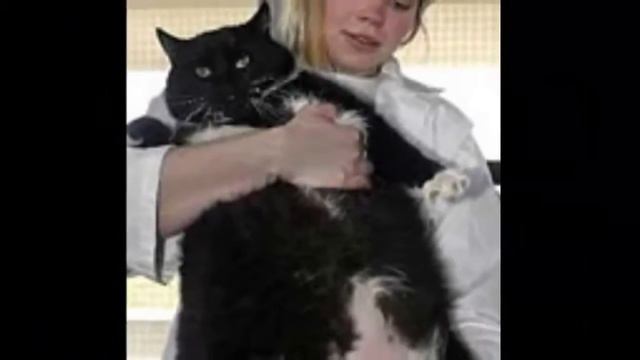 Самые толстые кошки мира смотреть онлайн