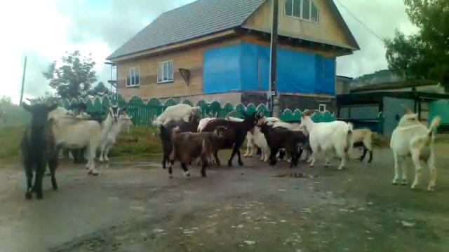 Миньяр козечки