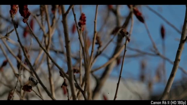Canon R6 II vs Sony A7S III (100 500mm vs 200 600mm) смотреть онлайн