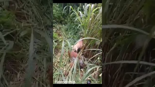 Python VS Dog смотреть онлайн