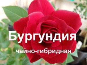 Бургундия.mp4