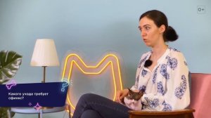 ВСЕ О ПОРОДЕ КАНАДСКИЙ СФИНКС  -  КАКОЙ ТЕМПЕРАМЕНТ У СФИНКСА? И ЕЩЕ 9 ВОПРОСОВ ХОЗЯЙКЕ