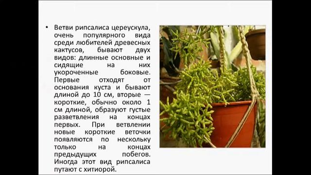 Рипсалис необычный кактус смотреть онлайн