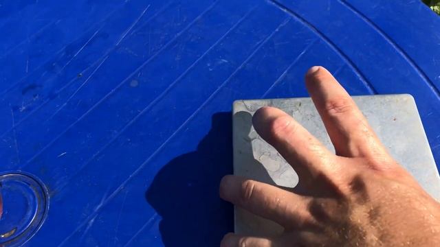 Очень красивый и вкусный томат ОЗАРК ВОСХОД. Tomato Ozark Sunrise