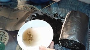 АСТРА КИТАЙСКАЯ! ХРИЗАНТЕЛЛА! ПОСЕВ И ПИКИРОВКА!