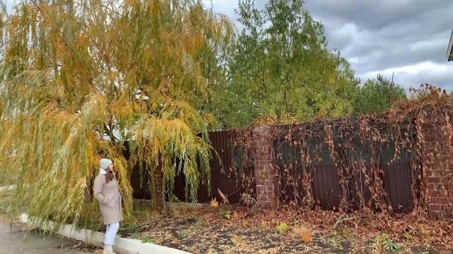ИВА ПЛАКУЧАЯ В ХОЛОДНОМ РЕГИОНЕ БОЛЬШОЕ ДЕРЕВО Ландшафтный дизайн своими руками смотреть онлайн