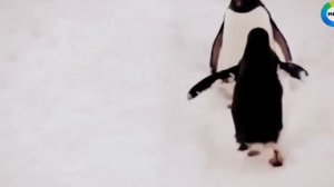 Тайны Третьего рейха Антарктида Новая Швабия База 211 Отражение НЛО. Немецкий след