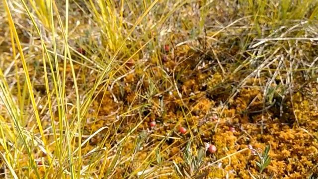 Росянка на верховом болоте. смотреть онлайн