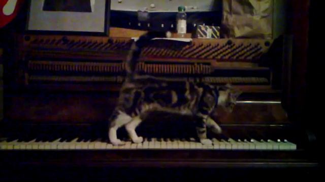 Oscar the Cat runs across a piano смотреть онлайн