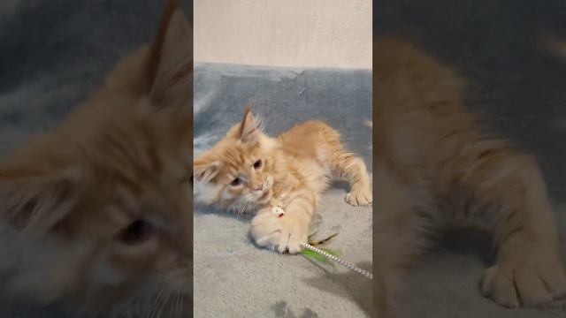 Львёнок котенок смотреть онлайн