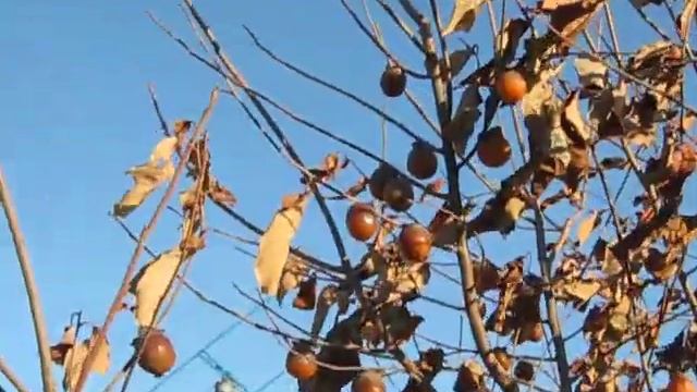 Хурма Индианка созрела на севере Донбасса. смотреть онлайн
