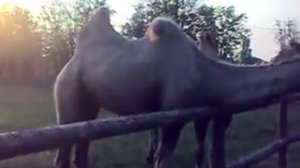 Верблюд плюётся