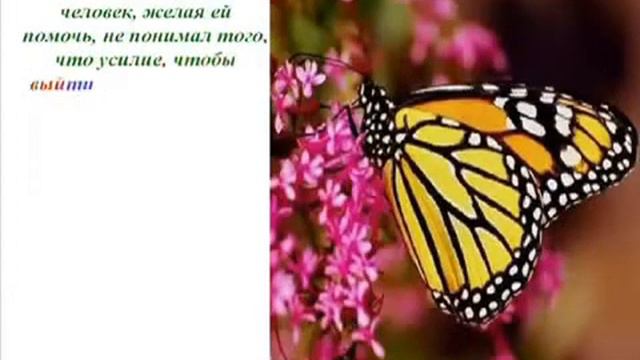 Урок Бабочки Как добиться успеха! смотреть онлайн
