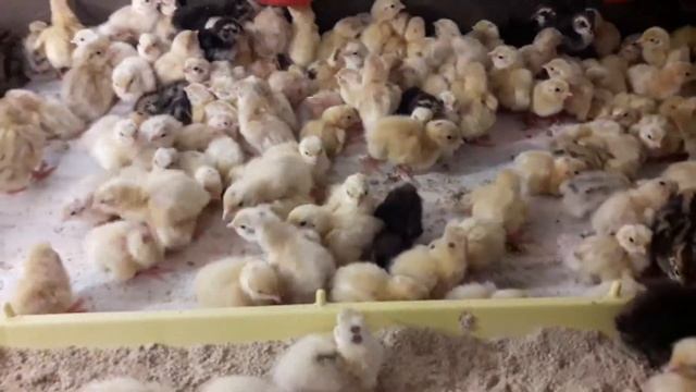 Суточные перепела, московский чёрный, феникс, техас. смотреть онлайн