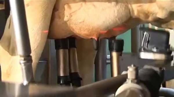 Доение коров роботом дояром DeLaval VMS