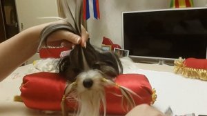 Как начесать топ -кнот йорку или биверу