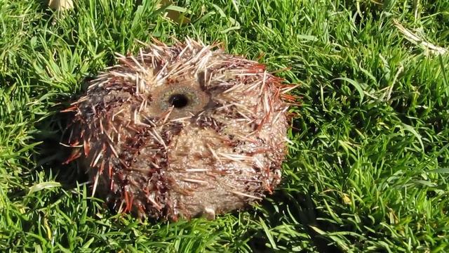 Чудо морское смотреть онлайн