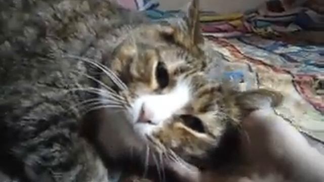 Cамая толстая в мире кошка [The big cat] смотреть онлайн