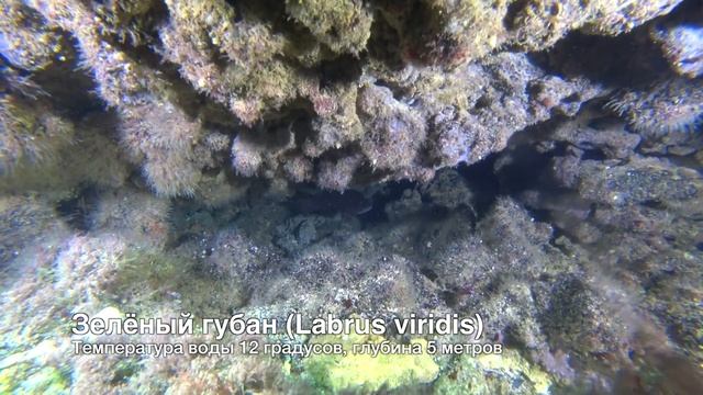 Зелёный губан Labrus viridis смотреть онлайн