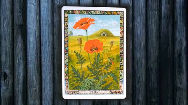 THE DRUID PLANT ORACLE REVIEW, PHILIP & STEPHANIE CARR-GOMM, Will Worthington, UNBOXING ALL CARDS смотреть онлайн