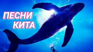 Ответ шумным соседям. Песни кита. Для виброколонки