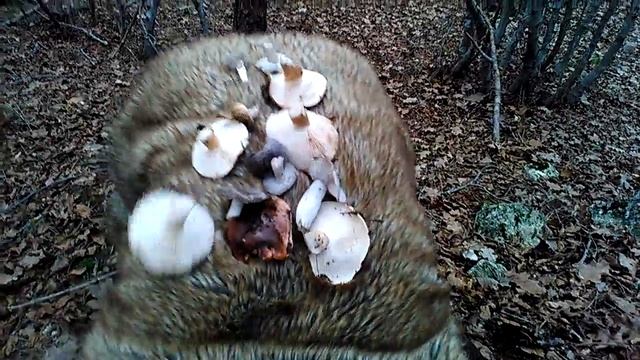 Плутовка лиса смотреть онлайн