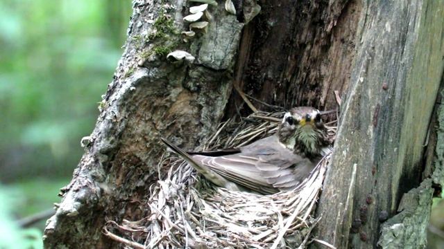 Маленькие птенцы в гнезде, Белобровик смотреть онлайн