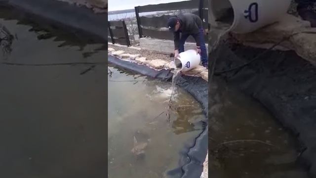 Первые обитатели пруда. смотреть онлайн
