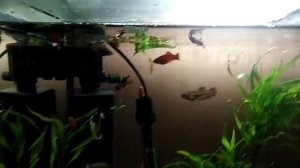 Заболела скалярия.  Как лечить?